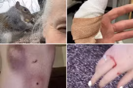 Sóc "điên" gieo rắc nỗi kinh hoàng cho thị trấn, dân không dám ra đường