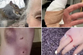 Sóc "điên" gieo rắc nỗi kinh hoàng cho thị trấn, dân không dám ra đường