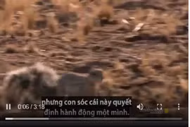 Video: Cầy mangut giúp sóc đối phó rắn hổ mang chúa