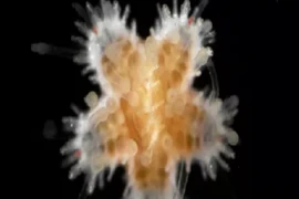 Giới khoa học "sốc" trước hành vi ăn thịt đồng loại của sao biển