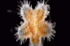 Giới khoa học "sốc" trước hành vi ăn thịt đồng loại của sao biển