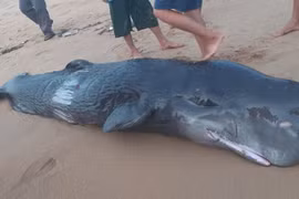 Cá voi trên mình có nhiều vết thương dạt vào bờ biển Tuy Hòa