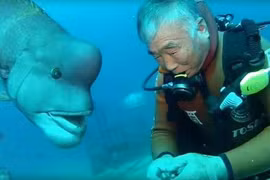 Video: Tình bạn kéo dài hơn 25 năm giữa ông lão và con cá mặt người