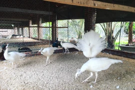 Chim đột biến gen 100 triệu: Nữ công nhân vay tiền mua về ngắm chơi