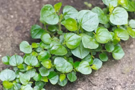 Loại rau một thời được trồng để cứu đói giờ ra Hà Nội thành đặc sản