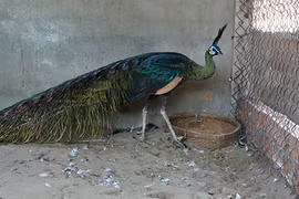 Trại chim quý giá 100 triệu đồng/cặp khách xếp hàng chờ mua