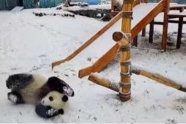 Video: Cặp gấu trúc sinh đôi nghịch ngợm chơi trò cầu trượt sau cơn bão tuyết