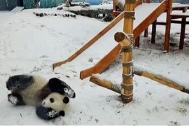 Video: Cặp gấu trúc sinh đôi nghịch ngợm chơi trò cầu trượt sau cơn bão tuyết