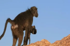 Vì sao nhiều loài động vật ôm xác con mới sinh nhiều ngày?