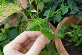 Rau mọc dại bờ rào ở Việt Nam được nhiều nước khác xem là thần dược