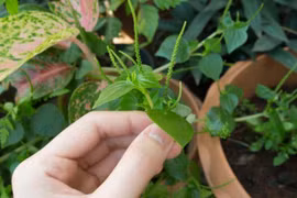 Rau mọc dại bờ rào ở Việt Nam được nhiều nước khác xem là thần dược