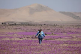 Cảnh tượng hiếm thấy trên sa mạc khô cằn nhất thế giới
