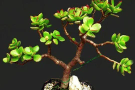 Cây ngọc bích: Loại cây nhỏ xinh hút tài lộc ai cũng muốn trồng