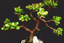 Cây ngọc bích: Loại cây nhỏ xinh hút tài lộc ai cũng muốn trồng