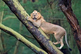 Bộ dạng "không thường thấy" của sư tử khi bị trâu rừng truy đuổi