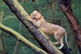 Bộ dạng "không thường thấy" của sư tử khi bị trâu rừng truy đuổi