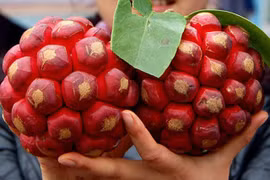 Xuất hiện quả na siêu to, vỏ có viền đỏ khiến nhiều người tranh cãi