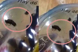 "Kinh hồn" vì ăn tôm hùm, gà rán được "khuyến mại" cả dòi, gián