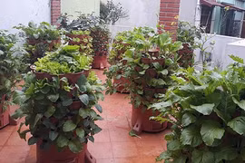 Chỉ với tháp rau ở ban công, đủ rau sạch ăn cả tháng