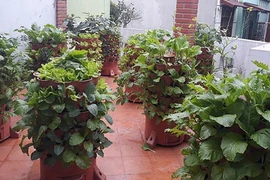Chỉ với tháp rau ở ban công, đủ rau sạch ăn cả tháng