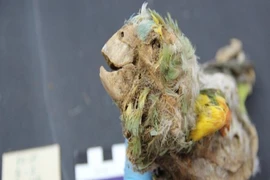 Xác ướp "há miệng, thè lưỡi" tại sa mạc khô hạn nhất thế giới