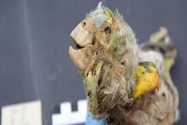 Xác ướp "há miệng, thè lưỡi" tại sa mạc khô hạn nhất thế giới