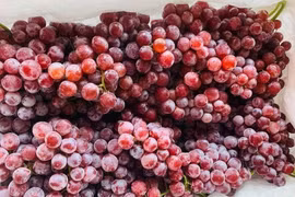 Nho Trung Quốc đổ về chợ Việt, có loại giá rẻ như khoai lang