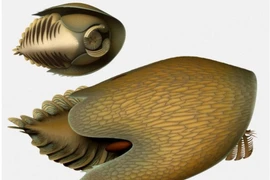 Phát hiện sinh vật tiền sử hình dạng giống phi thuyền ‘Star Wars’