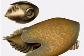 Phát hiện sinh vật tiền sử hình dạng giống phi thuyền ‘Star Wars’