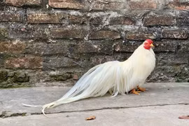 8x Hà Nội làm việc ai cũng phản đối, thu về cả tỷ đồng/năm