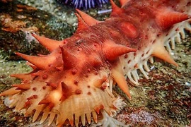 Băng đảng mafia Nhật săn lùng "kim cương đen" dưới biển