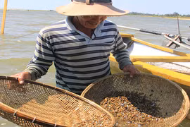 "Bí kíp" bắt don - đặc sản khoái khẩu của người Quảng Ngãi