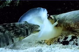 Video: Sửng sốt “sát thủ đại dương” phóng độc khiến con mồi tê liệt ngay lập tức