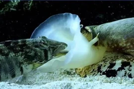 Video: Sửng sốt “sát thủ đại dương” phóng độc khiến con mồi tê liệt ngay lập tức