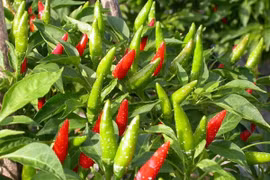 Loại quả ra chợ xin cũng được cho không, ở đây rao bán 670.000 đồng/kg