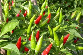 Loại quả ra chợ xin cũng được cho không, ở đây rao bán 670.000 đồng/kg