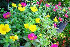 Hoa mười giờ nở rực sân nhà nhờ cách chăm đơn giản này