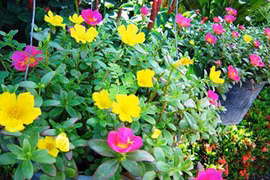 Hoa mười giờ nở rực sân nhà nhờ cách chăm đơn giản này