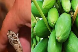 Loại cây giải độc khi bị rắn cắn, côn trùng đốt, ngộ độc thực phẩm