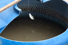 Đàn cá phun nước săn mồi "bách phát bách trúng" ở Cần Thơ