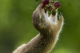 "Lụy tim" trước cảnh sóc nhỏ “phi thân” hái quả mâm xôi