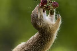 "Lụy tim" trước cảnh sóc nhỏ “phi thân” hái quả mâm xôi