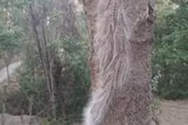 Video: Hãi hùng "binh đoàn" sâu nghìn con "hành quân" trên cây