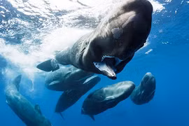 Khám phá đại dương kỳ bí qua những bức ảnh hết sức ấn tượng