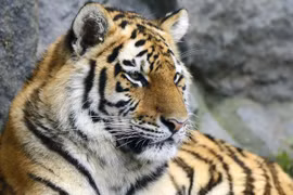 Video: “Ông ba mươi” du xuân khiến người dân lạnh gáy