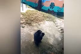 Video: Tinh tinh bắt chước động tác chống đẩy của du khách