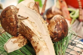 Nhà giàu săn nấm ăn chay có mức giá mà nhà nghèo không dám nghĩ đến