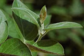 1 nắm lá rẻ bèo trị dứt điểm trào ngược dạ dày