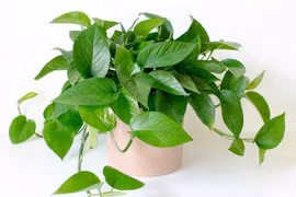 6 loại cây trồng giúp xua đuổi khí xấu, kéo tài lộc vào nhà