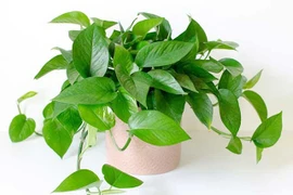 6 loại cây trồng giúp xua đuổi khí xấu, kéo tài lộc vào nhà